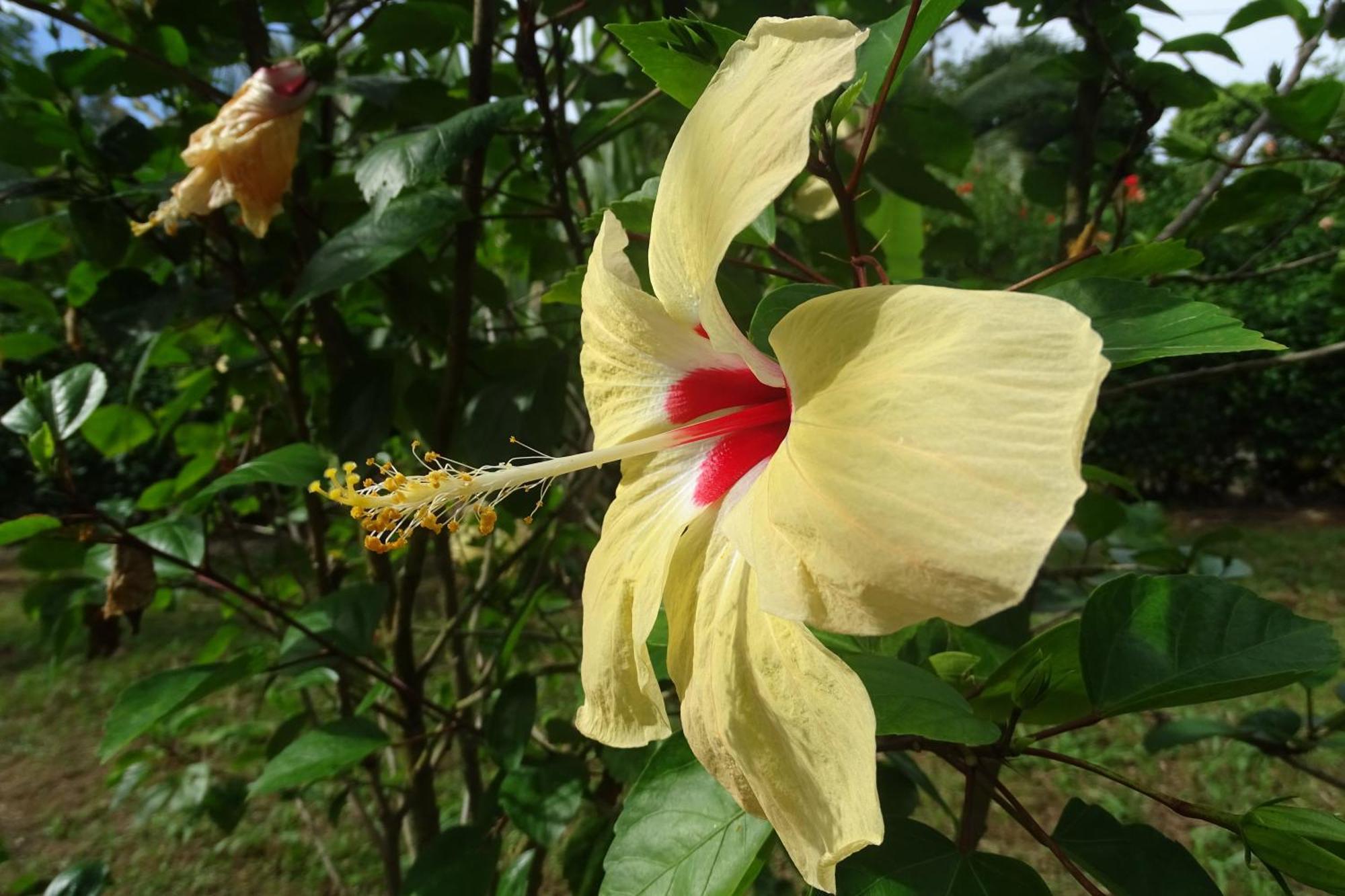 Cabinas Los Tucanes Cahuita Zewnętrze zdjęcie