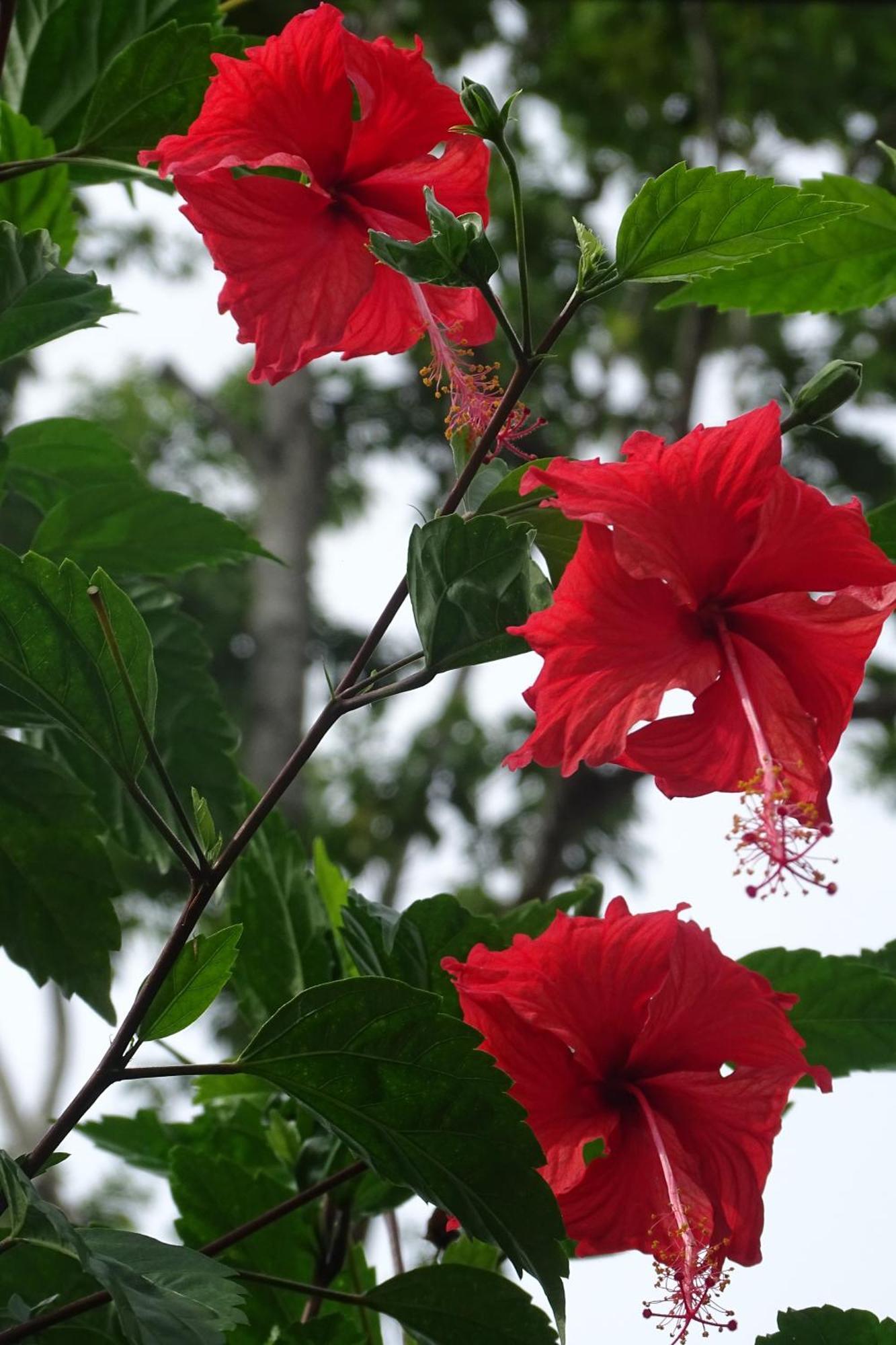 Cabinas Los Tucanes Cahuita Zewnętrze zdjęcie