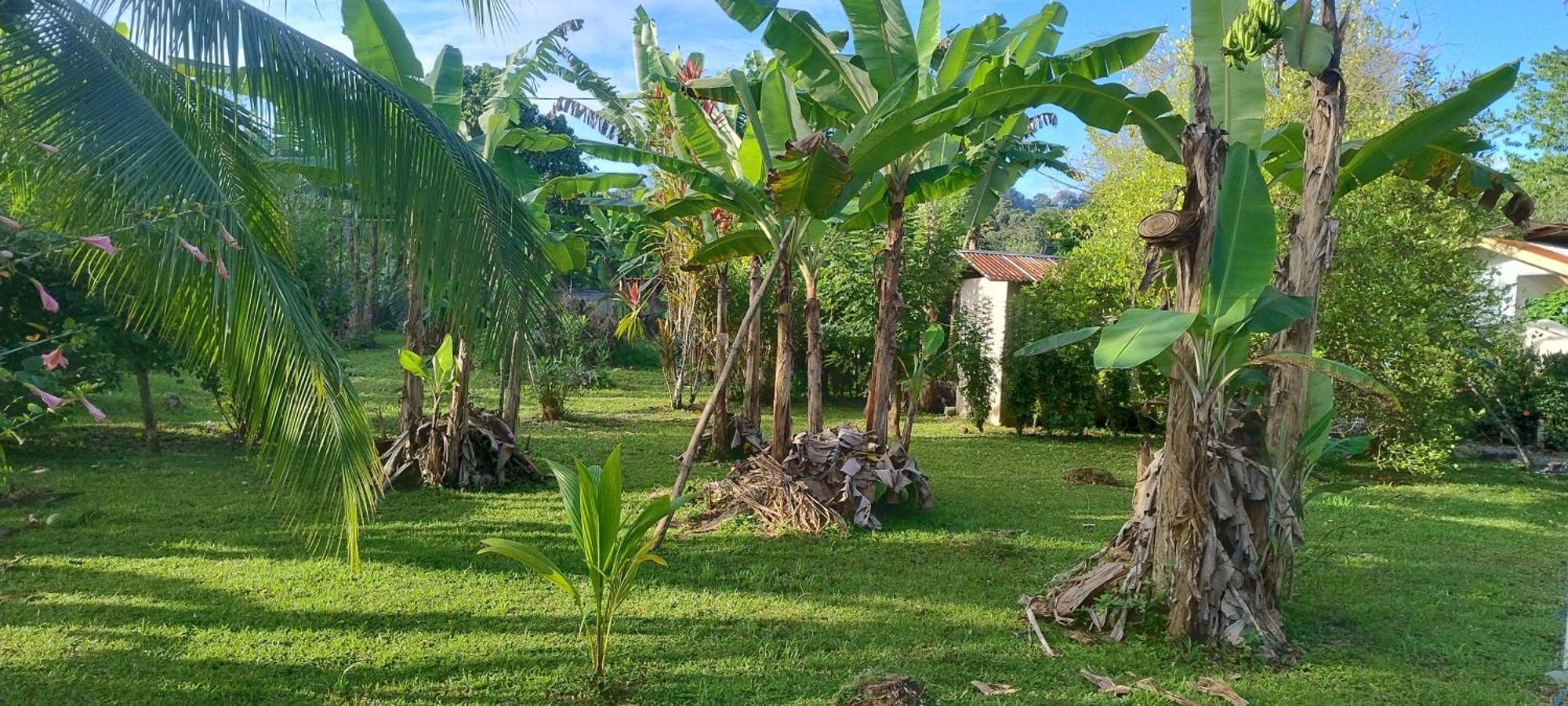 Cabinas Los Tucanes Cahuita Zewnętrze zdjęcie